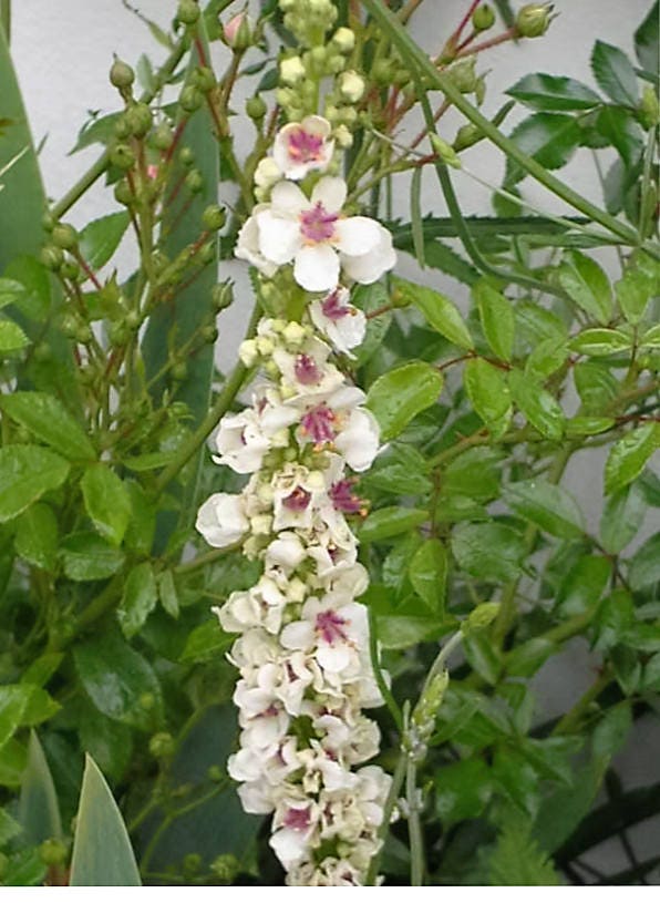 50 WEDDING CANDLES VERBASCUM Chaixii Album Mullein White Purple Flower Seeds