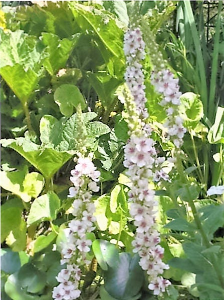 50 WEDDING CANDLES VERBASCUM Chaixii Album Mullein White Purple Flower Seeds