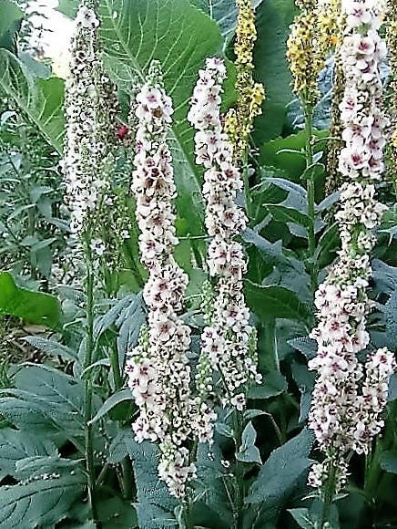 50 WEDDING CANDLES VERBASCUM Chaixii Album Mullein White Purple Flower Seeds