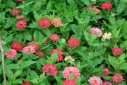 250 EXQUISITE ZINNIA Elegans Changes Color Red - Hot Pink Pale Pink Flower Seeds