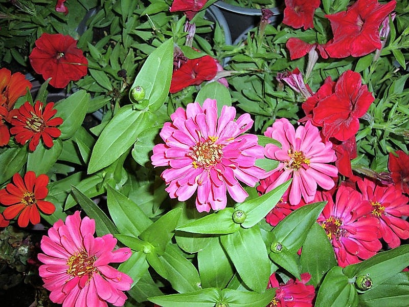 250 EXQUISITE ZINNIA Elegans Changes Color Red - Hot Pink Pale Pink Flower Seeds