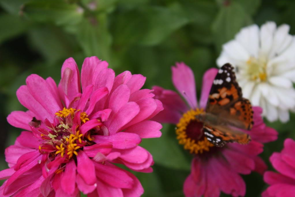 250 EXQUISITE ZINNIA Elegans Changes Color Red - Hot Pink Pale Pink Flower Seeds