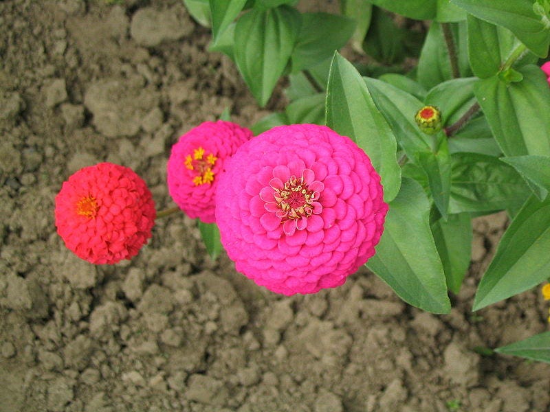 250 EXQUISITE ZINNIA Elegans Changes Color Red - Hot Pink Pale Pink Flower Seeds