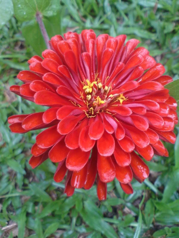250 EXQUISITE ZINNIA Elegans Changes Color Red - Hot Pink Pale Pink Flower Seeds
