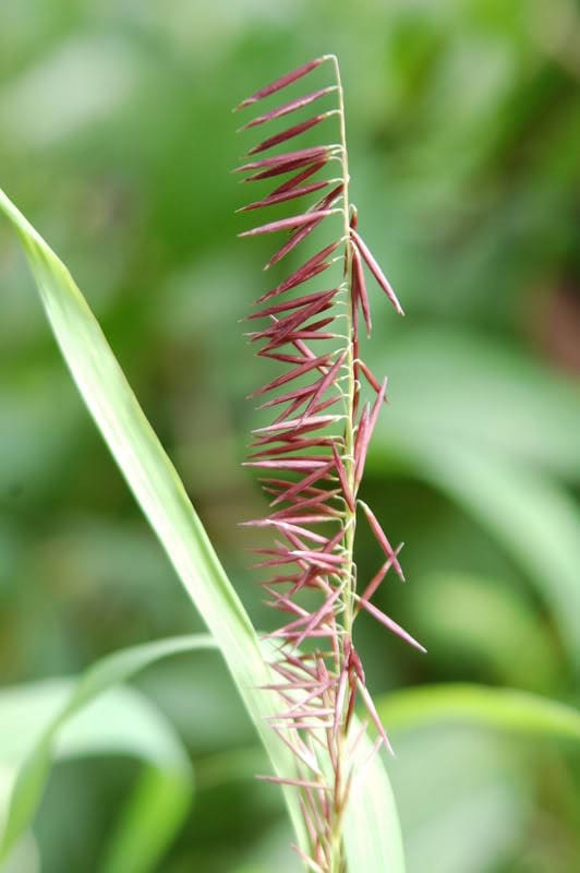 20 RED Spire MELIC GRASS Purple Melica Transsilvanica Flower Seeds