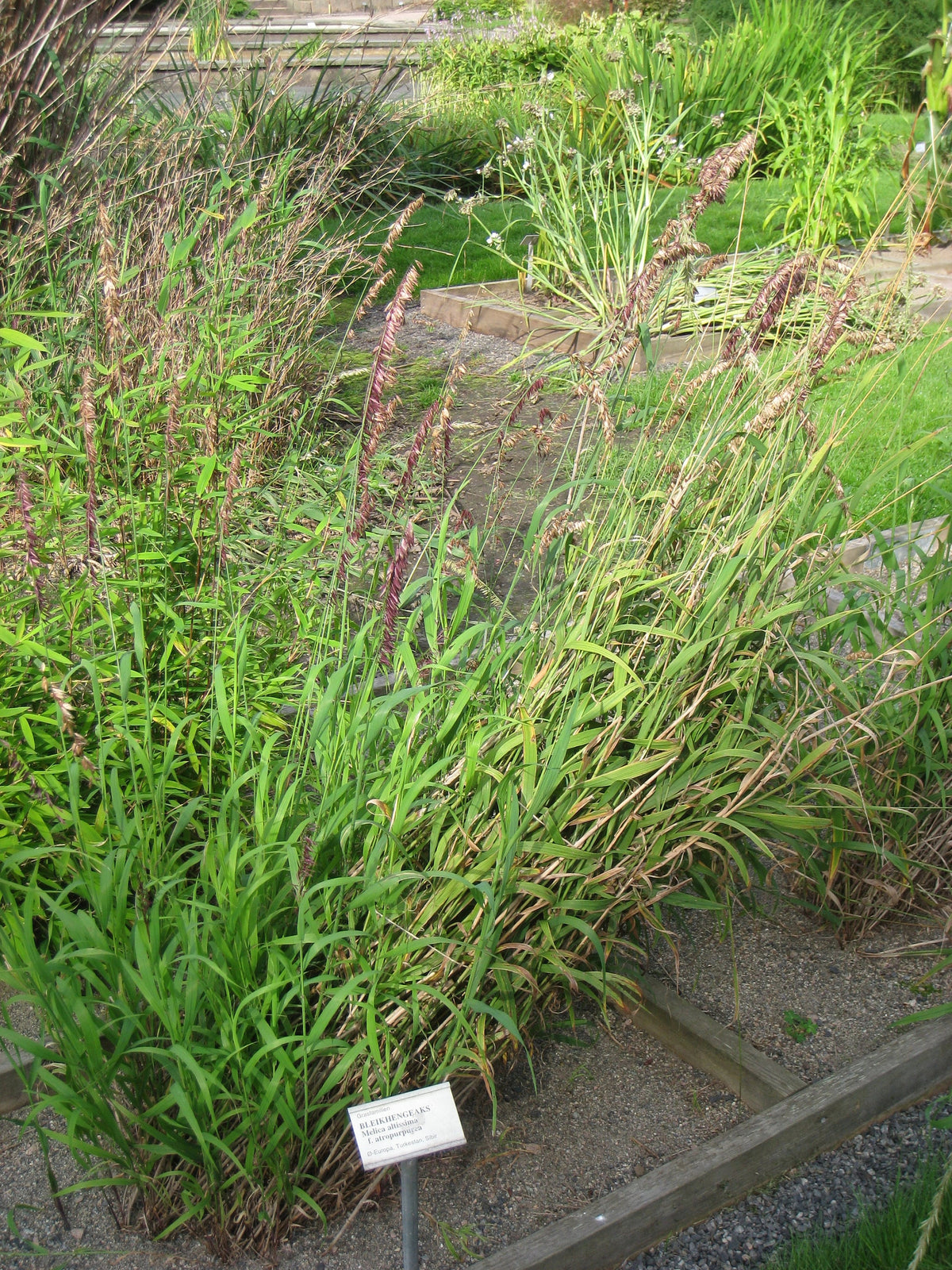 20 RED Spire MELIC GRASS Purple Melica Transsilvanica Flower Seeds