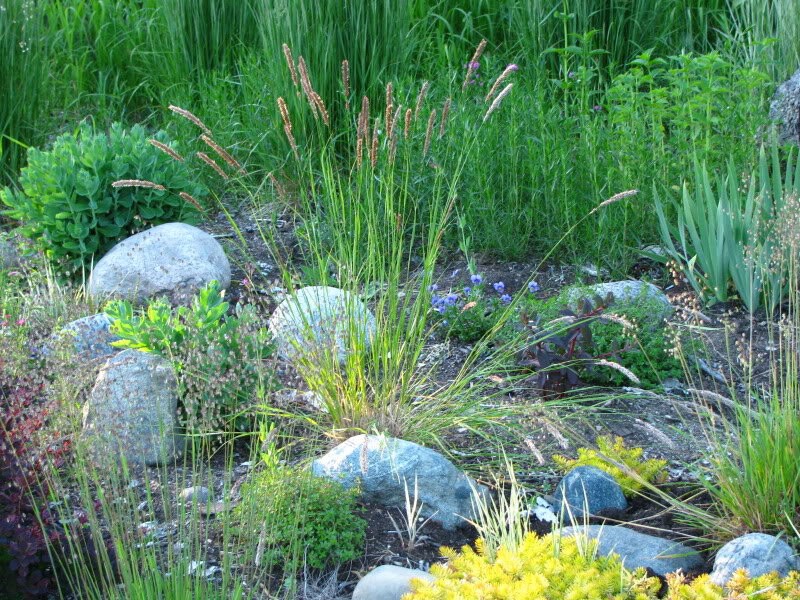 20 RED Spire MELIC GRASS Purple Melica Transsilvanica Flower Seeds