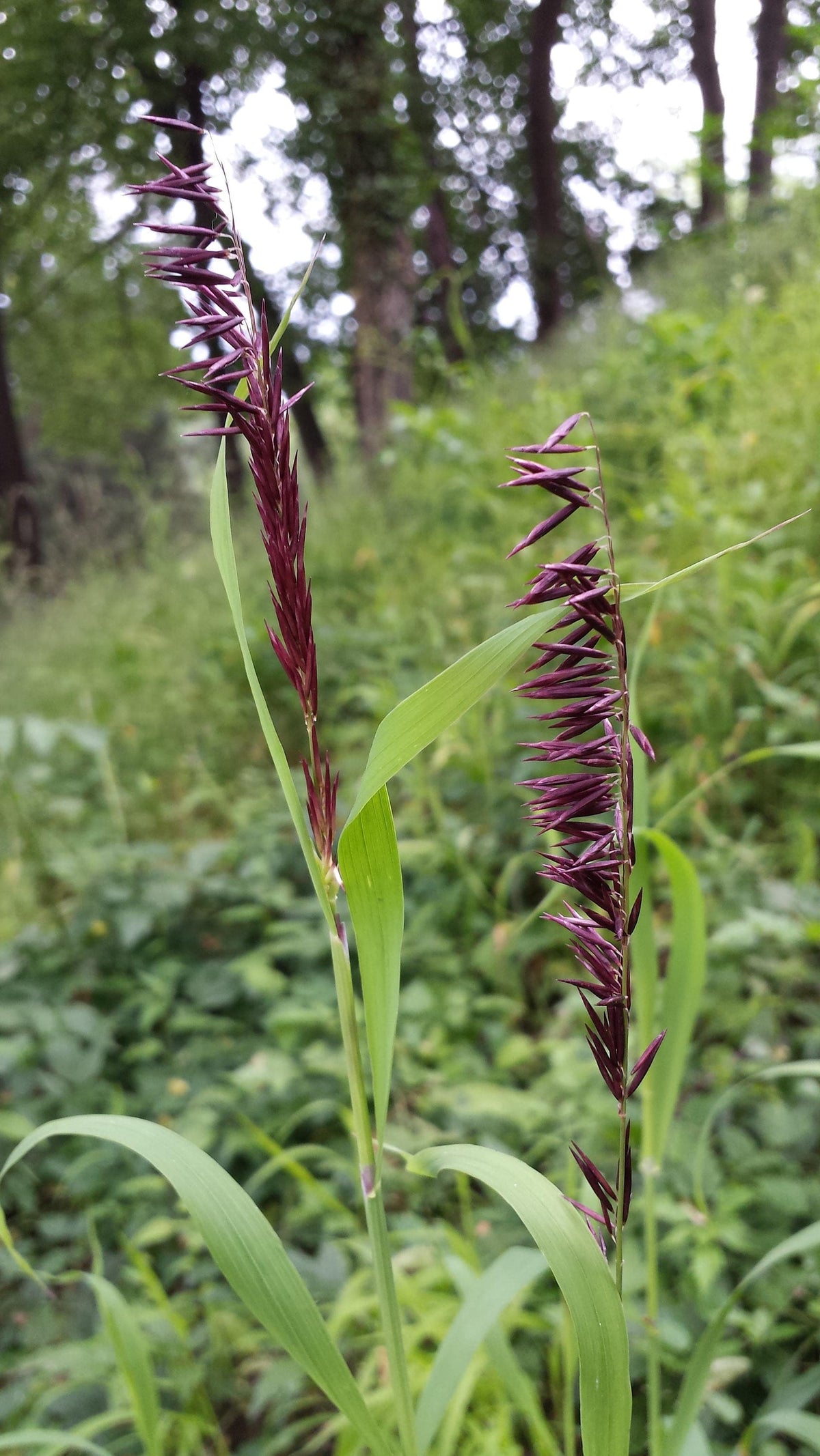 20 RED Spire MELIC GRASS Purple Melica Transsilvanica Flower Seeds
