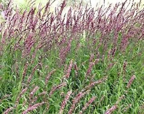 20 RED Spire MELIC GRASS Purple Melica Transsilvanica Flower Seeds
