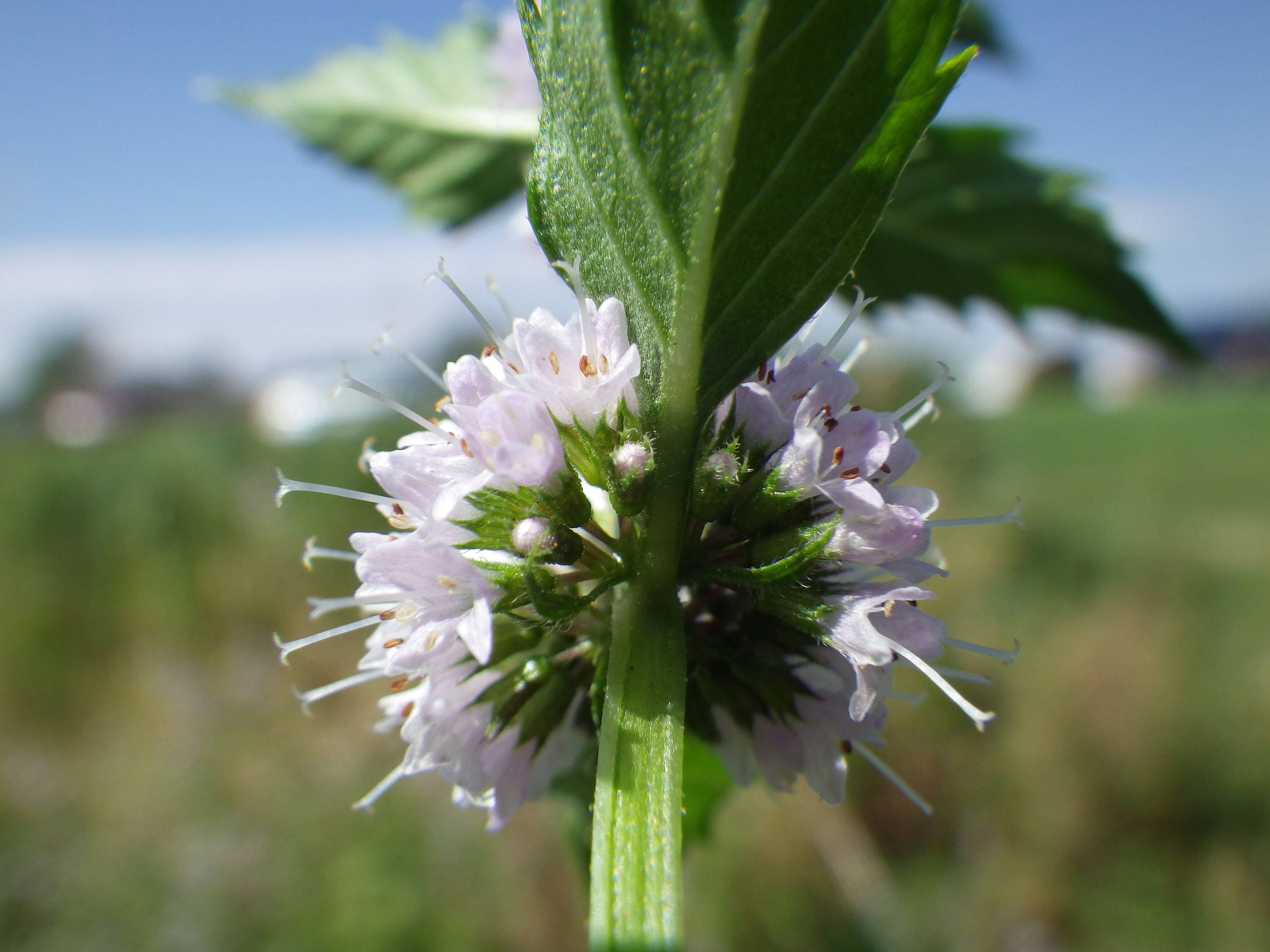 50 WHITE WOOD MINT Mentha Arvensis Wild Field Herb Flower Seeds