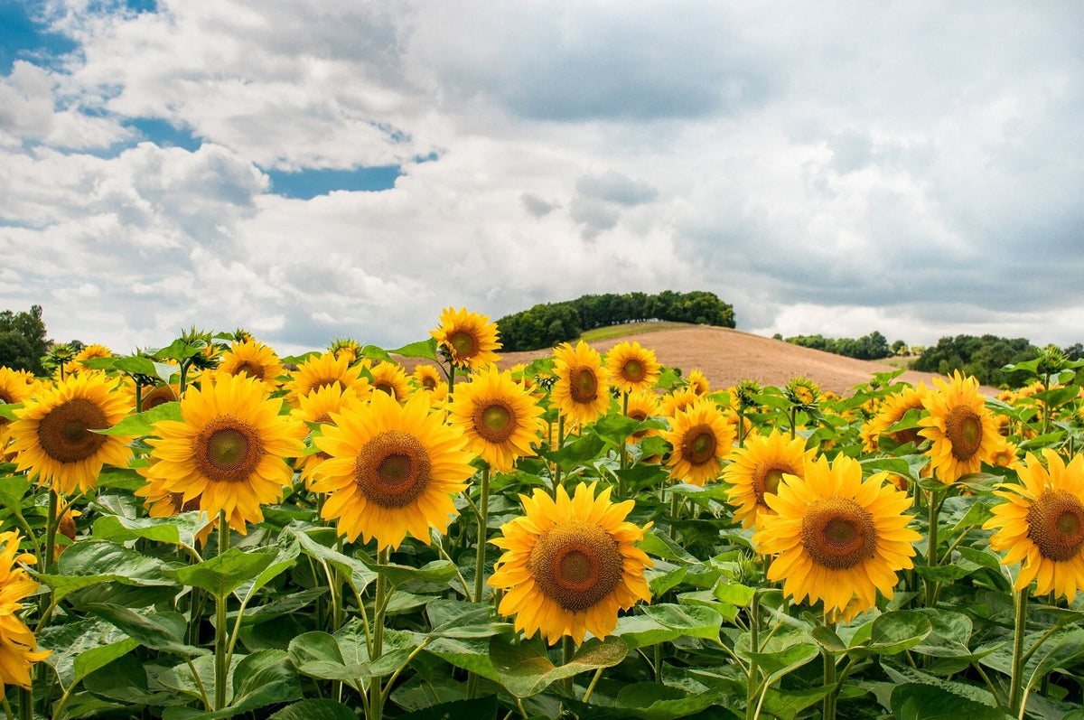 50 HOPI COMMON SUNFLOWER Helianthus Annuus Flower Seeds
