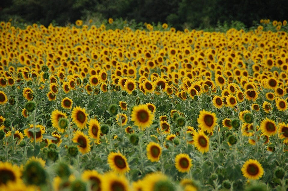 50 HOPI COMMON SUNFLOWER Helianthus Annuus Flower Seeds