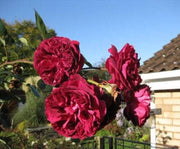 5 BURGUNDY CLIMBING ROSE Red Rosa Bush Vine Climber Fragrant Flower Seeds
