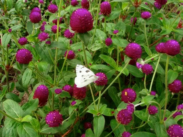 50 GLOBE AMARANTH MIX Gomphrena Globosa Mixed Colors Amaranthus Flower Seeds