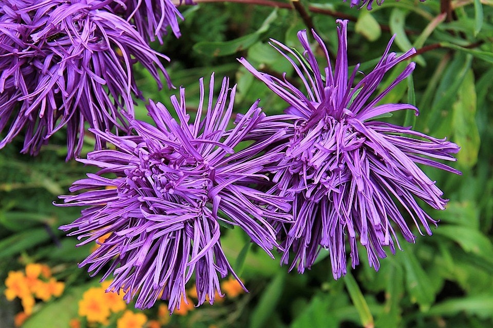30 VIOLET Purple NEEDLE ASTER Callistephus Chinensis Unicom Flower Seeds