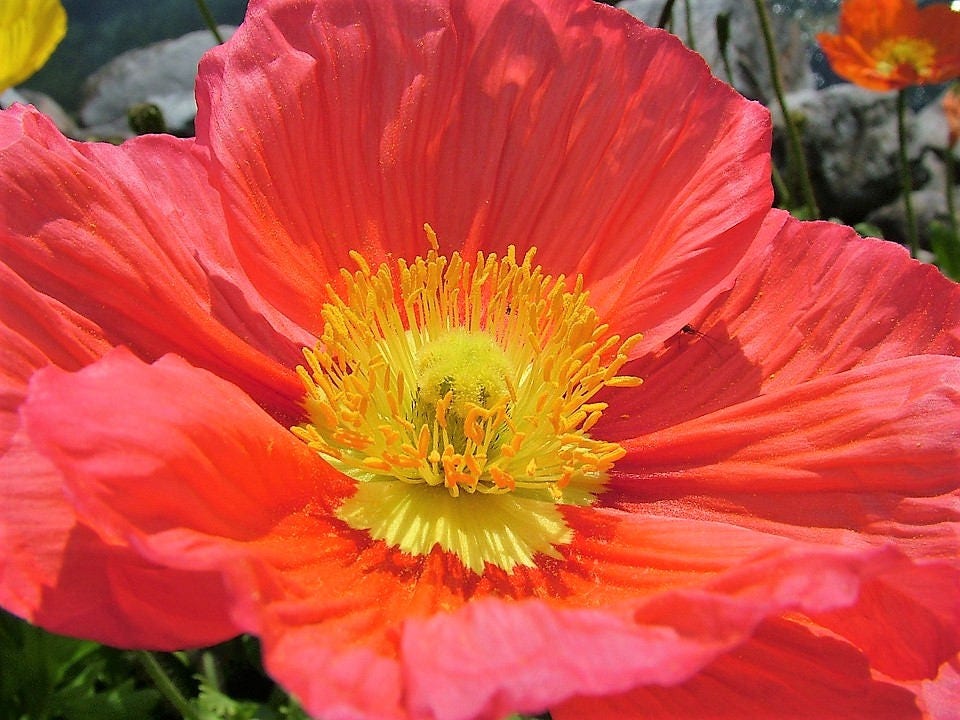2500 ICELAND POPPY MIX Papaver Nudicaule Mixed Colors Flower Seeds