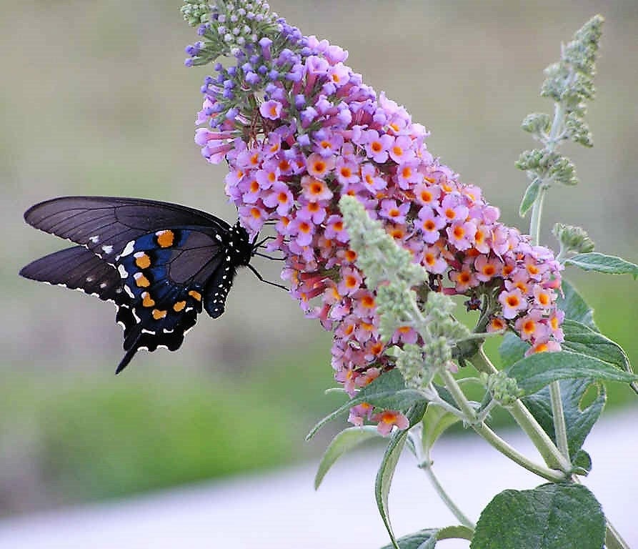 100 MIXED Colors BUTTERFLY BUSH Buddleja Davidii Flower Shrub Seeds