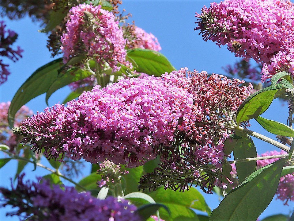 100 MIXED Colors BUTTERFLY BUSH Buddleja Davidii Flower Shrub Seeds