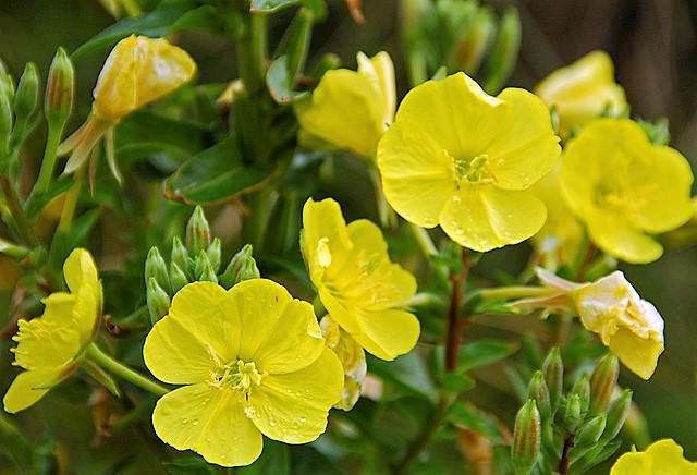 1000 YELLOW EVENING PRIMROSE Oenothera lamarckiana Flower Seeds