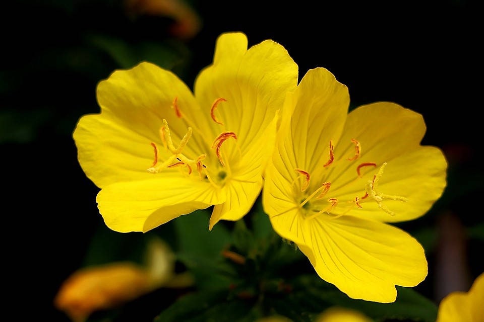 1000 YELLOW EVENING PRIMROSE Oenothera lamarckiana Flower Seeds