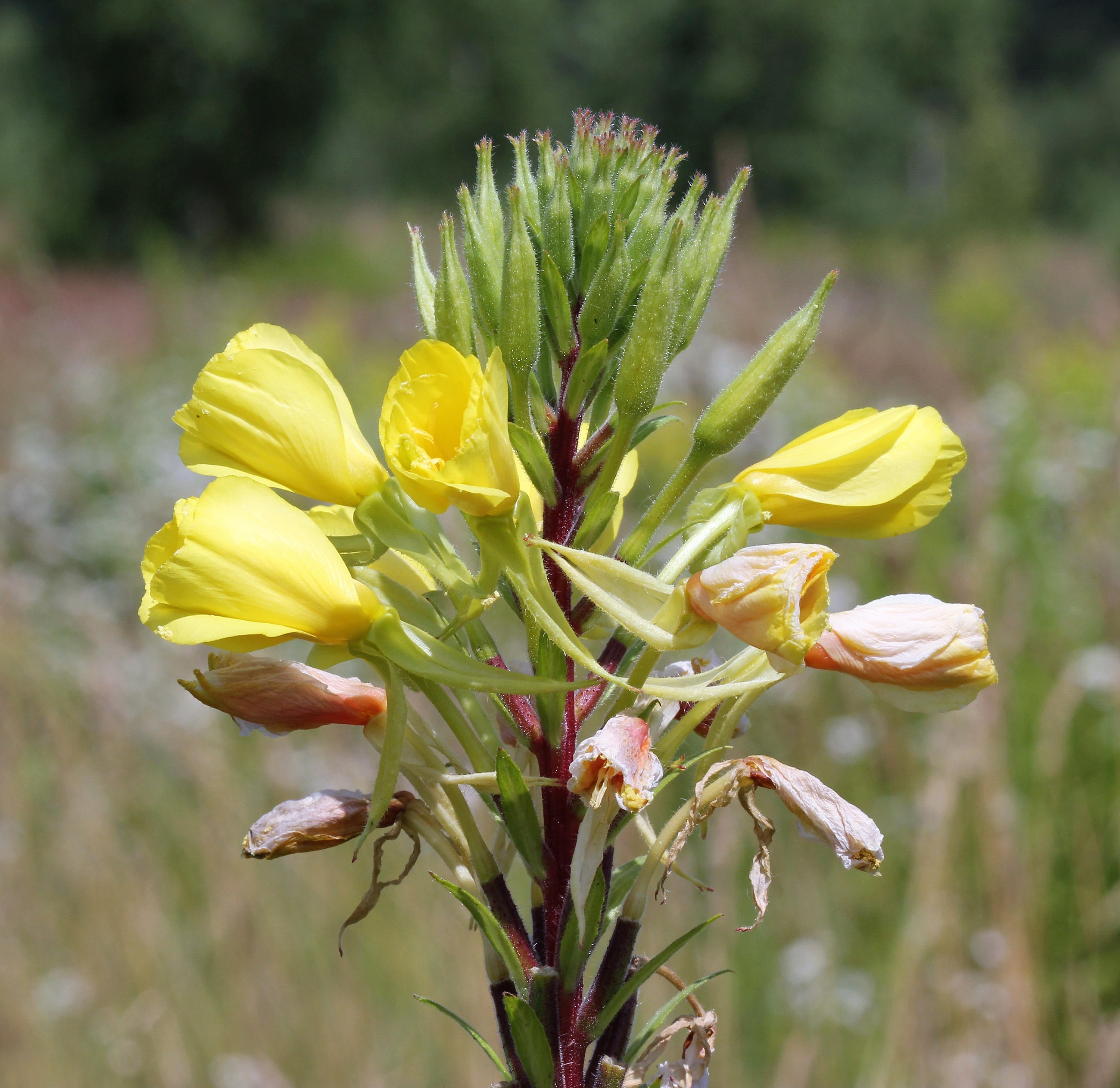 1000 YELLOW EVENING PRIMROSE Oenothera lamarckiana Flower Seeds