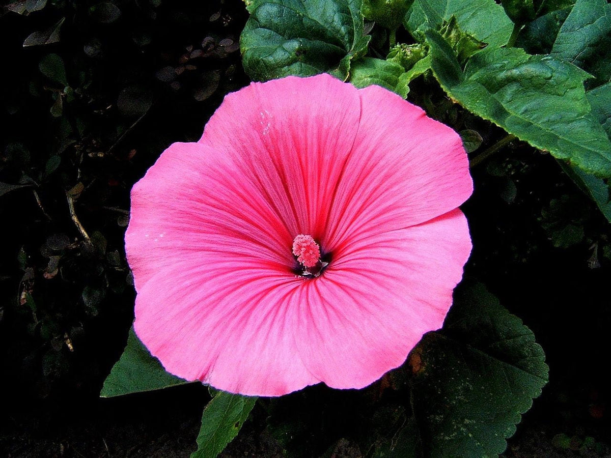 200 ROSE MALLOW MIX (Bush Mallow) Hibiscus Lavatera Trimestris Flower Seeds