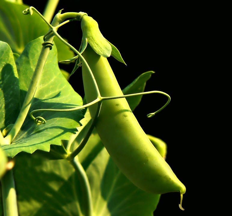 50 Super SUGAR SNAP PEA Pisum Sativum Macrocarpon Vegetable Seeds