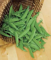 50 Oregon SUGAR POD II Pea Pisum Sativum Macrocarpon Vegetable Seeds