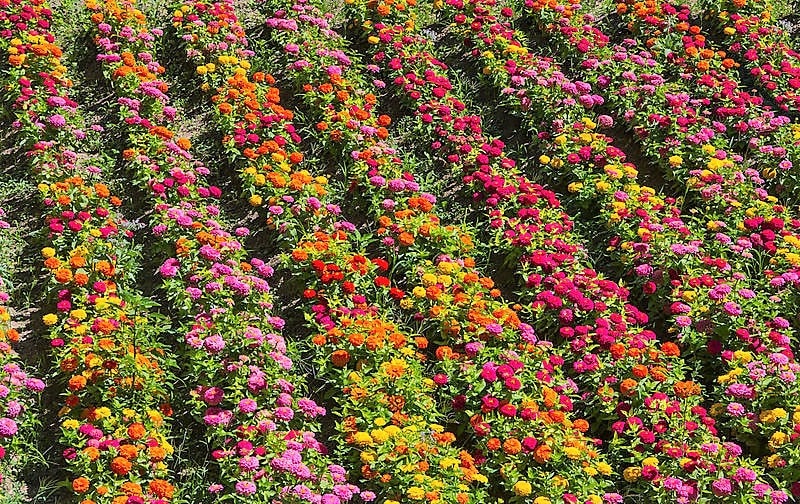 250 Mixed Colors Common GARDEN ZINNIA Elegans Flower Seeds
