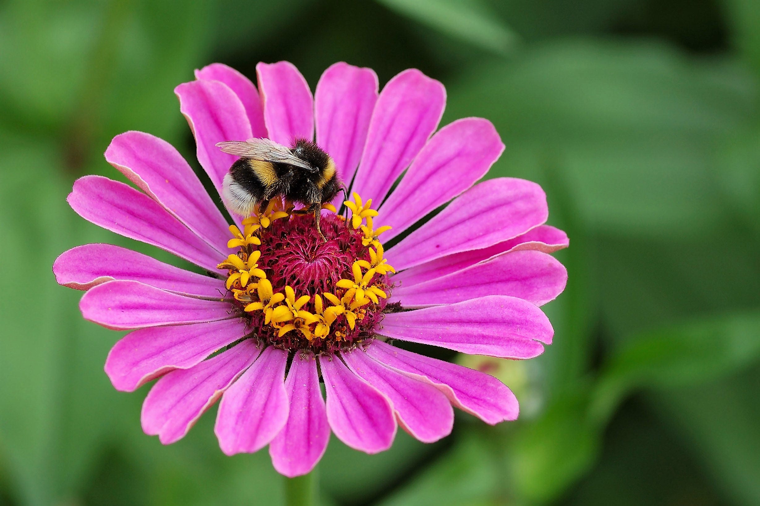 250 Mixed Colors ZINNIA ELEGANS Flower Seeds