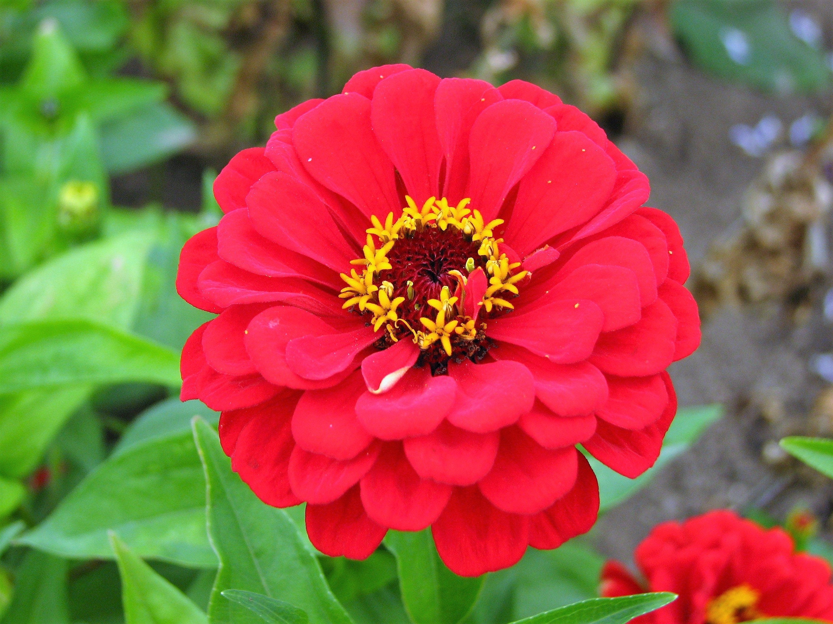 250 Mixed Colors ZINNIA ELEGANS Flower Seeds