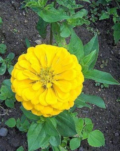 250 Mixed Colors ZINNIA ELEGANS Flower Seeds