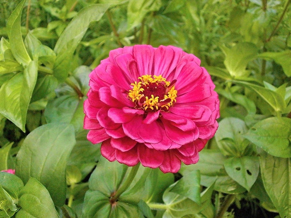 250 Mixed Colors ZINNIA ELEGANS Flower Seeds
