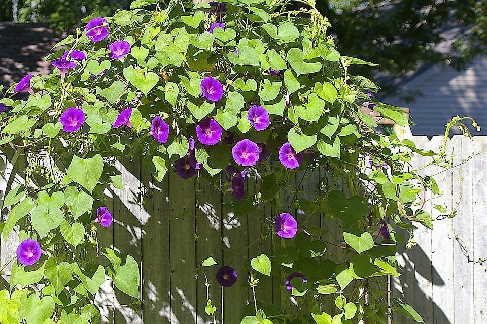 50 Mixed Colors MORNING GLORY Ipomoea Purpurea Vine Flower Seeds
