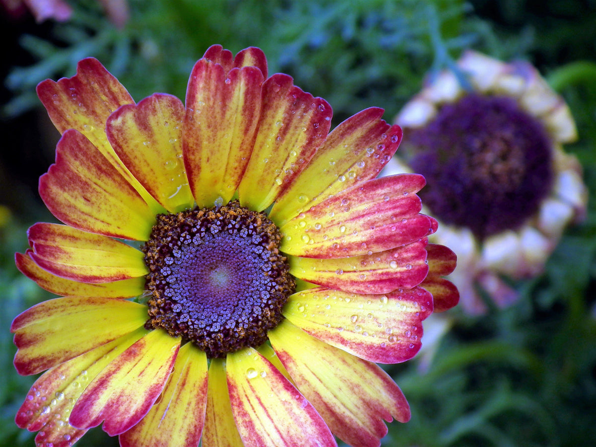 250 TRICOLOR PAINTED DAISY (Pyrenthrum Daisy) Chrysanthemum Carinatum Flower Seeds