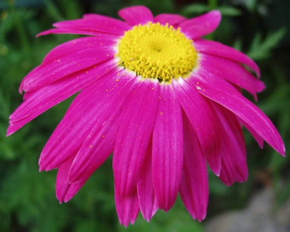 100 Mixed Colors ROBINSONS PAINTED DAISY Chrysanthemum Pink Red Rose & Yellow Pyrethrum Flower Seeds
