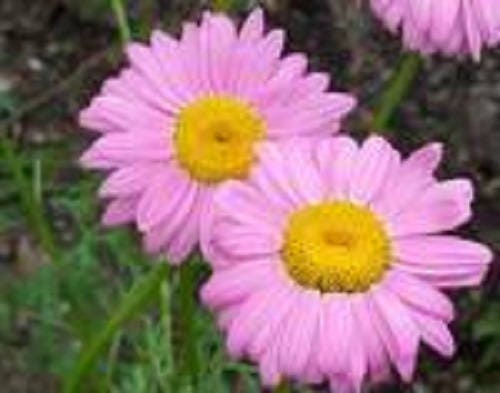 100 Mixed Colors ROBINSONS PAINTED DAISY Chrysanthemum Pink Red Rose & Yellow Pyrethrum Flower Seeds