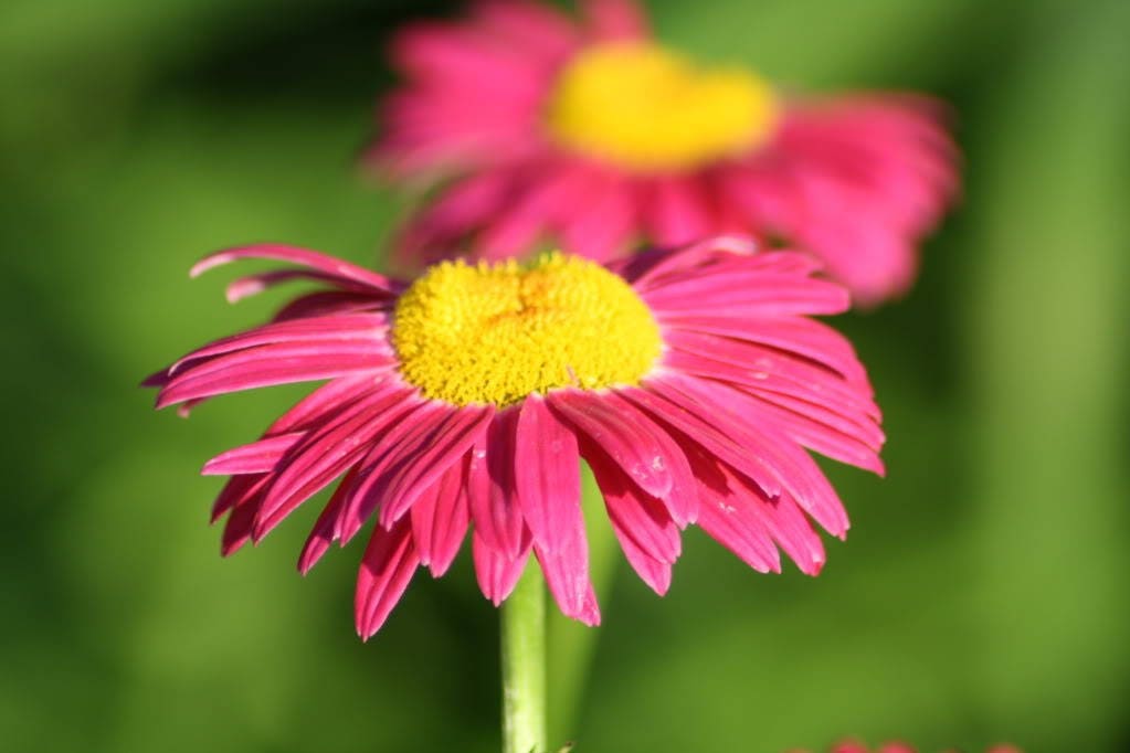 100 Mixed Colors ROBINSONS PAINTED DAISY Chrysanthemum Pink Red Rose & Yellow Pyrethrum Flower Seeds