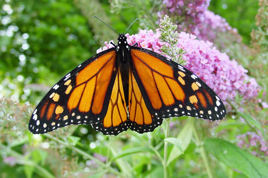 100 MIXED Colors BUTTERFLY BUSH Buddleja Davidii Flower Shrub Seeds