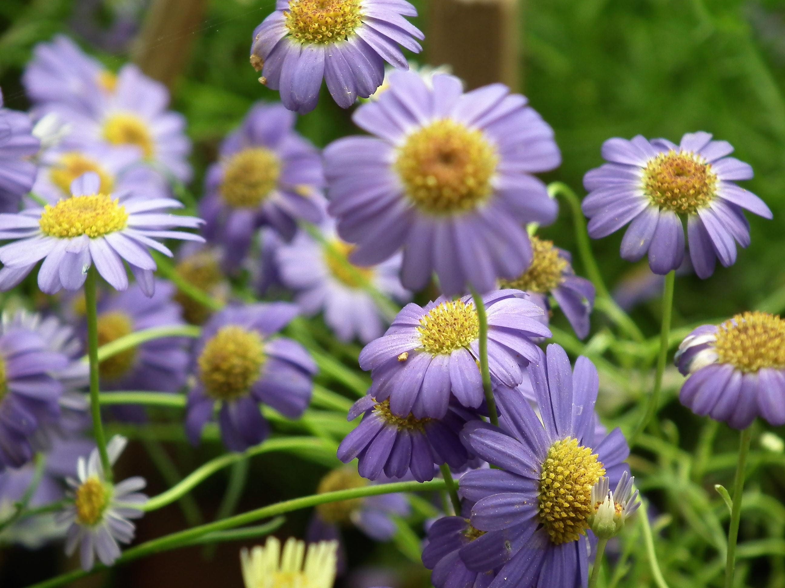 200 Purple Mix SWAN RIVER DAISY Brachyscome Iberidifolia Flower Seeds