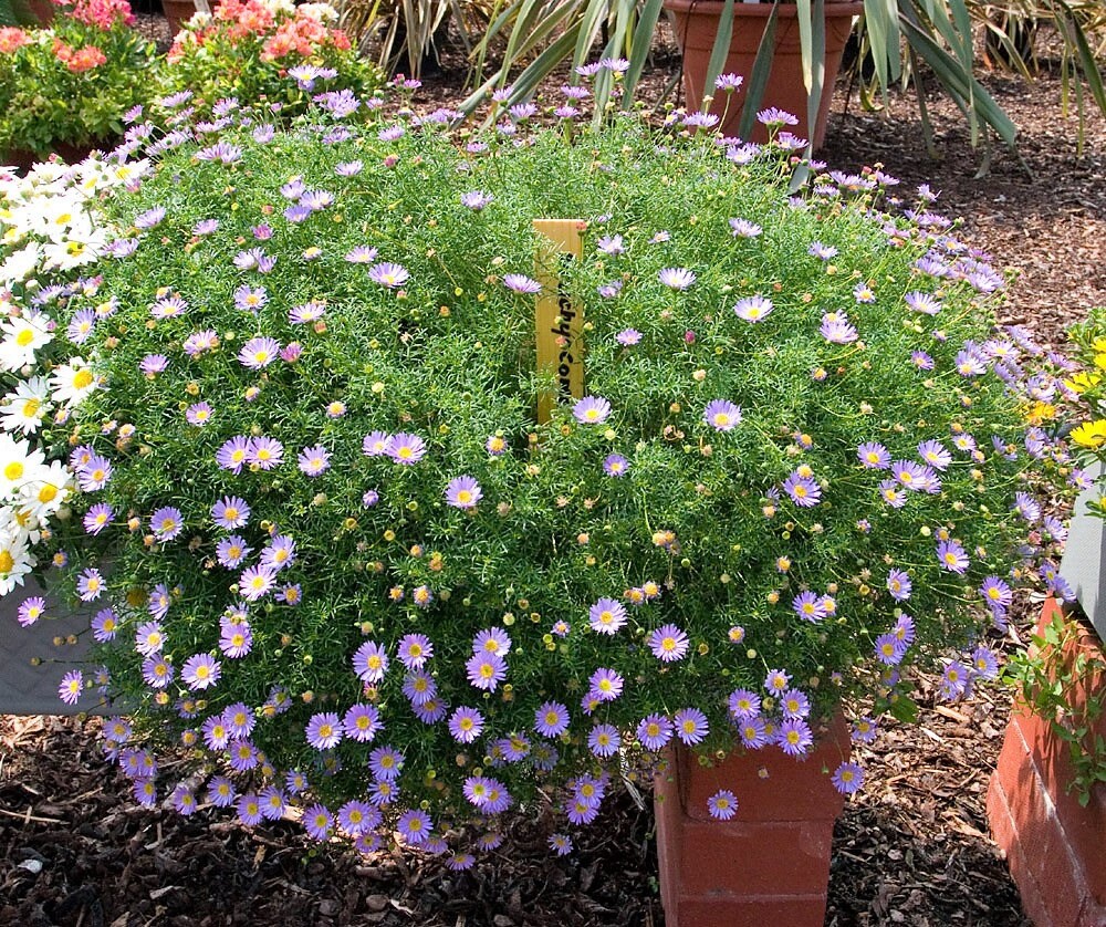 200 Purple Mix SWAN RIVER DAISY Brachyscome Iberidifolia Flower Seeds