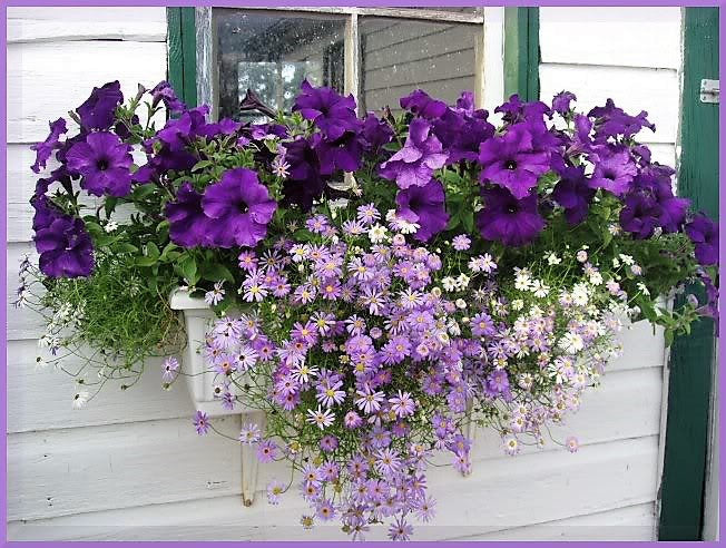 200 Purple Mix SWAN RIVER DAISY Brachyscome Iberidifolia Flower Seeds