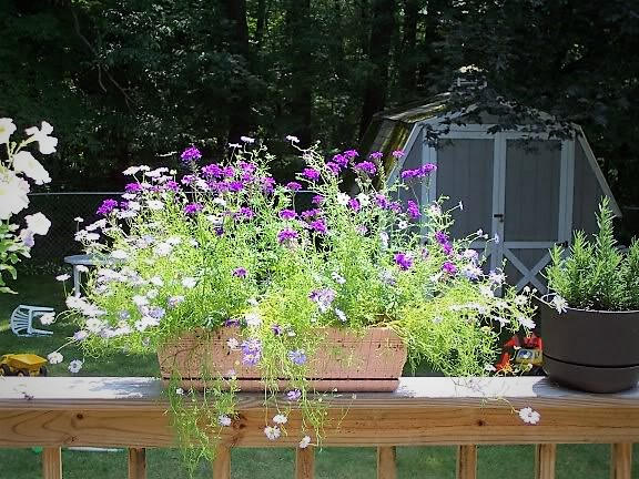 200 Mixed Colors SWAN RIVER DAISY Brachyscome Iberidifolia Flower Seeds