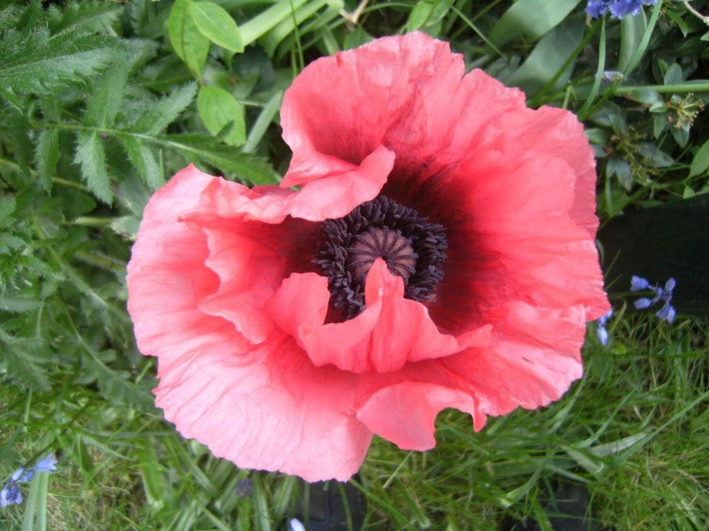 1000 MIXED Colors ORIENTAL POPPY Papaver Orientale Flower Seeds