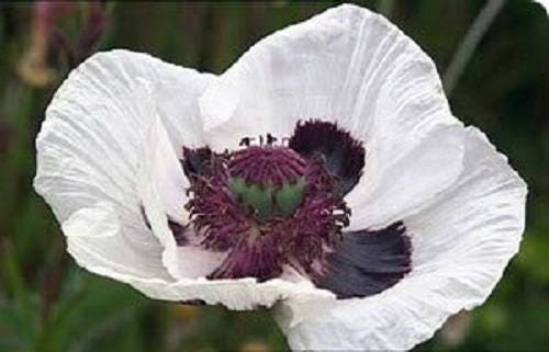 1000 MIXED Colors ORIENTAL POPPY Papaver Orientale Flower Seeds