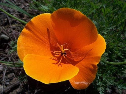 1000 MIXED Colors CALIFORNIA POPPY (Ballerina / Mission Bells) Eschscholzia Californica Flower Seeds