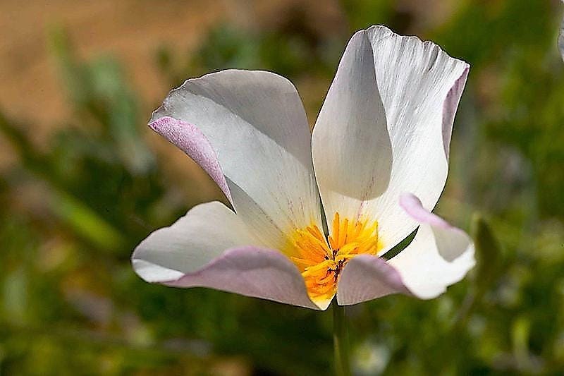 1000 MIXED Colors CALIFORNIA POPPY (Ballerina / Mission Bells) Eschscholzia Californica Flower Seeds