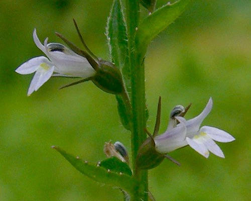 250 Blue INDIAN TOBACCO (Indian Lobelia) Lobelia Inflata Flower Seeds