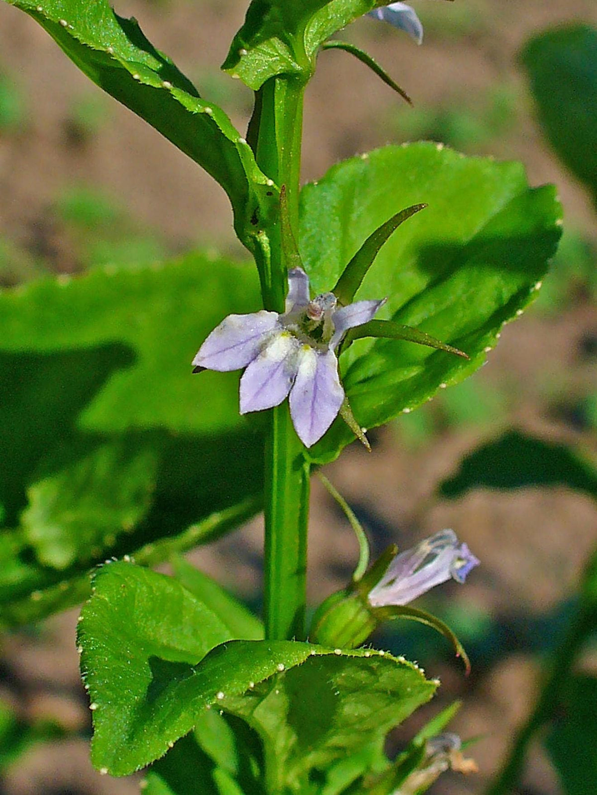 250 Blue INDIAN TOBACCO (Indian Lobelia) Lobelia Inflata Flower Seeds