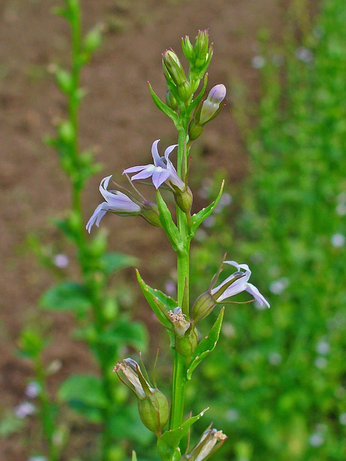 250 Blue INDIAN TOBACCO (Indian Lobelia) Lobelia Inflata Flower Seeds